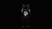 Football Sport GIF by Carolina Panthers