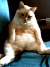 cat butt GIF