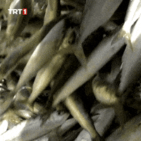 Fish Eat GIF by TRT