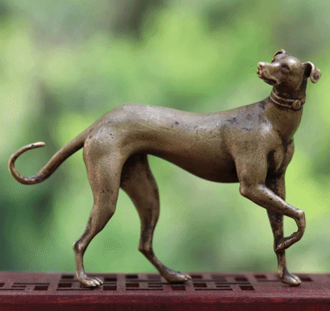 iLoveMyPet giphygifmaker whippet gifts GIF