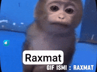 Monkeys Uzbek GIF