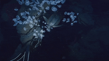 Swim Turtle GIF by Beyond Blue