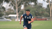 MelbourneStormRLC storm nrl melbourne storm msrlc GIF