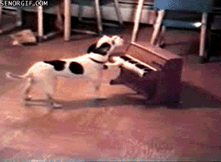 dog piano GIF by Cheezburger