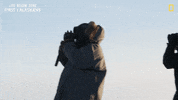 Looking Nat Geo GIF by National Geographic Channel