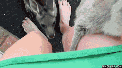 kangaroo mob GIF