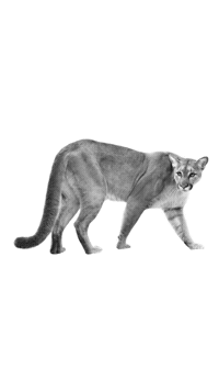 Roar Naturaleza Sticker by PUMA