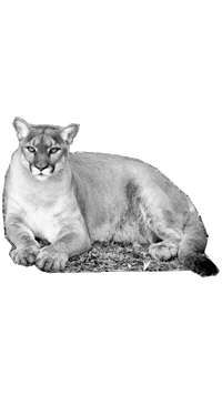 Roar Naturaleza Sticker by PUMA