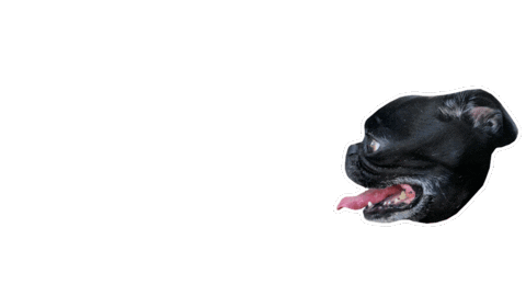 JasonKauz giphyupload pepe pug lasers Sticker