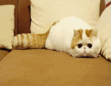 Cat Costume GIF