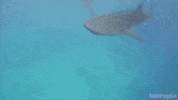 Sea Life Shark GIF