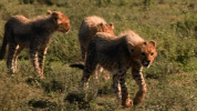 symphony for our world GIF by Nat Geo Wild 