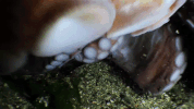 symphony for our world GIF by Nat Geo Wild 