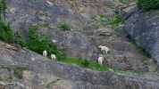 symphony for our world GIF by Nat Geo Wild 