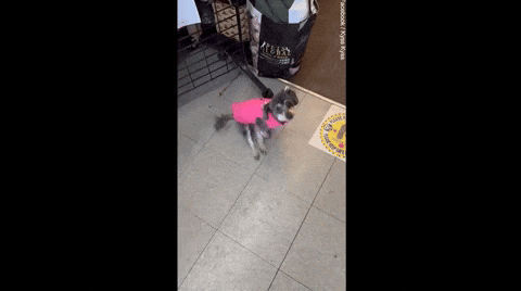 131cd30d506a4beb96d2162ca510593d giphyupload GIF