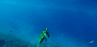hawaii GIF