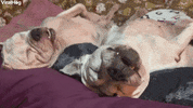 Pair Of Pups Nap Peacefully GIF by ViralHog