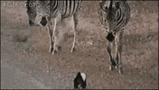 honey badger zebra GIF
