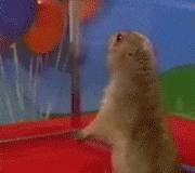 Dramatic Chipmunk What GIF