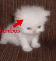 Kedi GIF