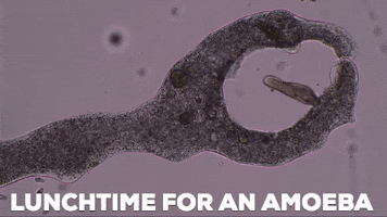 biology amoeba GIF by Diversify Science Gifs
