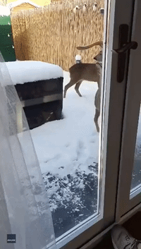 Winter Wonderland: Deer Explore Snow-Covered Yard in Glasgow