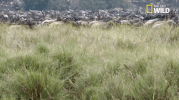african cats big cat week GIF by Nat Geo Wild 