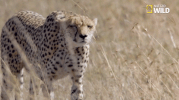 african cats big cat week GIF by Nat Geo Wild 