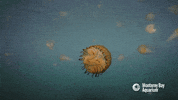 monterey harbor sea GIF by Monterey Bay Aquarium