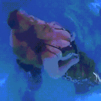 Couple Swimming GIF