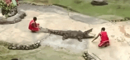 animals being jerks alligator GIF