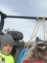 Pet Raccoon Has Front-Row Seat in Owner’s Jeep