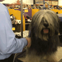 dog show dogs GIF by Westminster Kennel Club