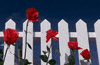 Red Roses Love GIF