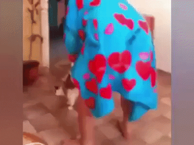 GifVif giphyupload have a nice day GIF