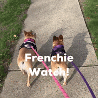 Dogs Love GIF