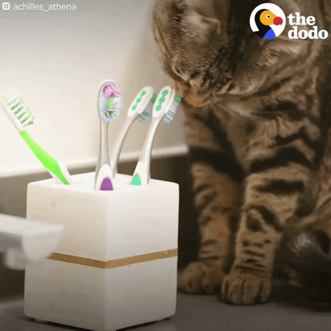 Cat GIF by The Dodo