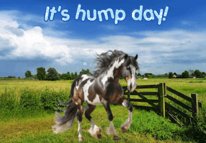 Horses Expressions GIF