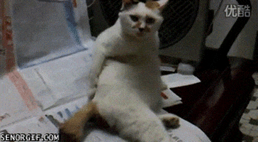cat scratching GIF by Cheezburger
