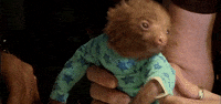 happy sloth GIF