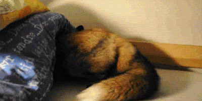 fox GIF