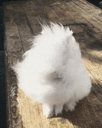hare GIF
