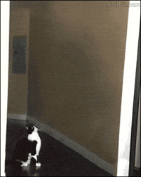 Video gif. A cat sits in a hallway and a small alien UFO flies in, hovering over the cat. The bottom of the UFO opens up and the cat stands on its back legs with its arms up high. The cat gets sucked into the UFO and it flies away. 