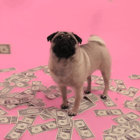 Video gif. A pug dog stands surrounded by dollar bills on the floor, looking up as more float down around it. 