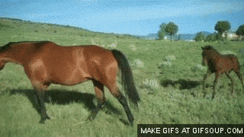 horse GIF
