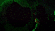 Dance Salsa GIF