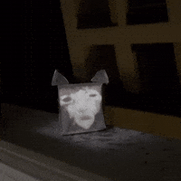 smebi1999 cat meow sadness budapest GIF