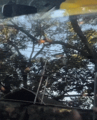 Pulling Down Real Life GIF