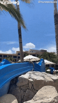 Adventurous Iguana Takes a Ride Down Water Slide