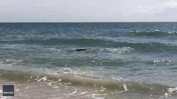 Whale Shocks Onlookers as It Enters Shallow Waters Off Newport Beach